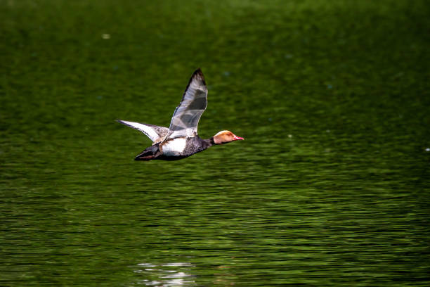 istock Red-crested Pochard, Netta rufina flying over a lake at Munich, Germany 1347921566