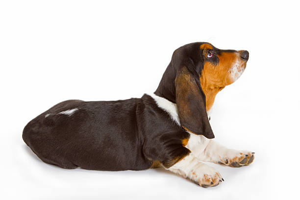 istock Cute basset puppy 134792218
