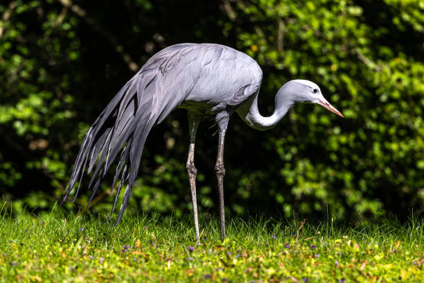 istock The Blue Crane, Grus paradisea, is an endangered bird 1347922274