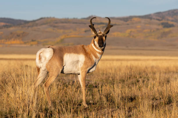 Pronghorn Antelope Buck in Fall in Wyoming stock photo
