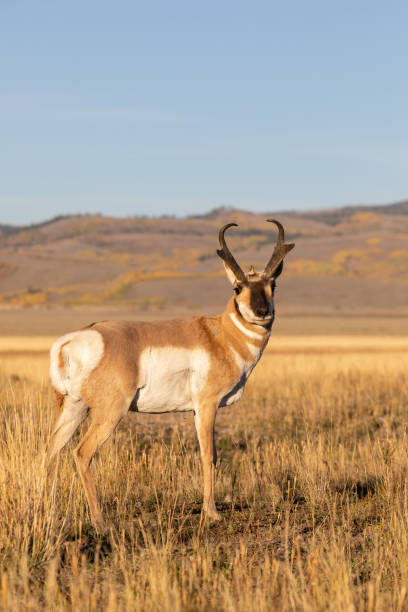 istock Pronghorn Antelope Buck in Fall in Wyoming 1347924508