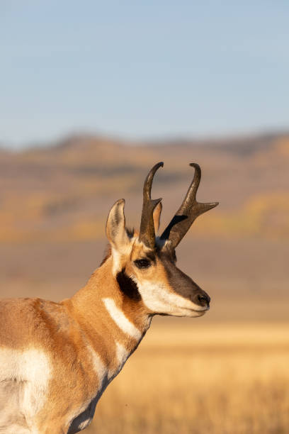 istock Pronghorn Antelope Buck in Fall in Wyoming 1347924548