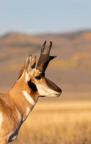 istock Pronghorn Antelope Buck in Fall in Wyoming 1347924559
