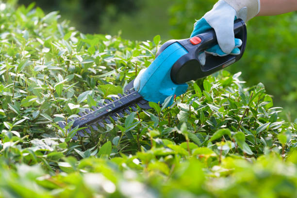 istock Hand with garden battery shears 1347925110