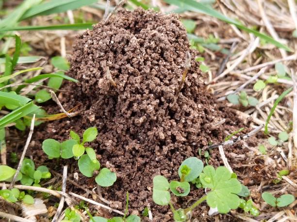 ameisen nisten hügel in grünem gras nach regen in griechenland - termite soil stock-fotos und bilder