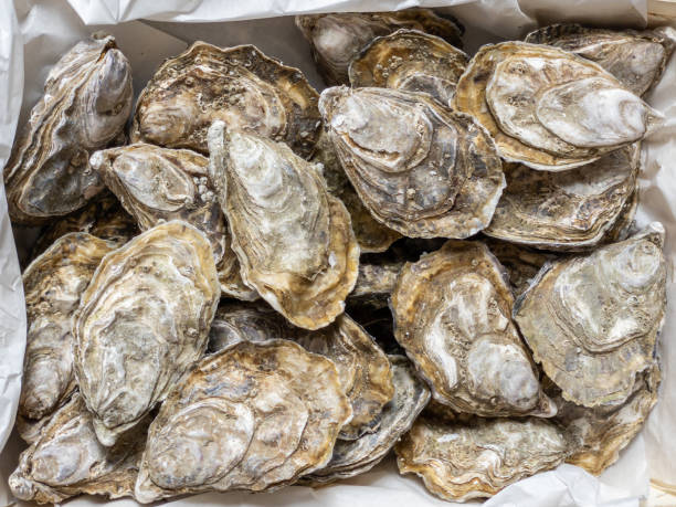 istock fresh oysters on market stall, top view, bird's eye view 1347925284
