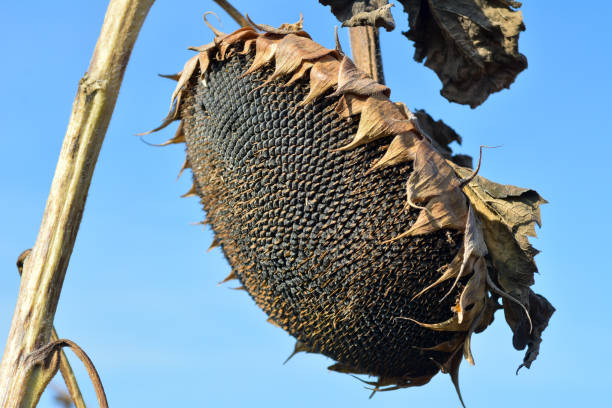 istock Large dried sunflower in the field, close-up. 1347926531