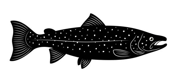 illustrazioni stock, clip art, cartoni animati e icone di tendenza di la sagoma del salmone atlantico è su uno sfondo bianco. - image computer graphic sea one animal