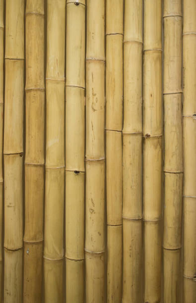 istock The bamboo plants are arranged neatly on the wall with beautiful patterns, making wallpaper, interior decoration, illustration patterns. 1347928071