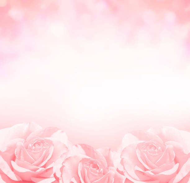 istock Blurred square background with three roses of pink color. Copy space for text 1347928355