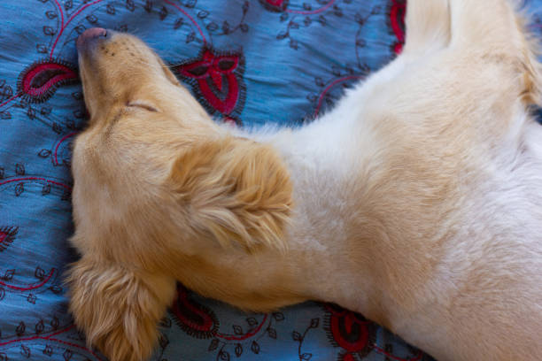 istock Golden retriever dog sleeping on bed 1347928978