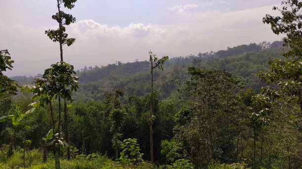 istock Tree on the hill-stock photo 1347929016