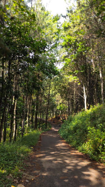 istock A quiet path with pine forest - stock photo 1347929071