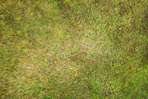 istock Green natural grass texture and background 1347930577