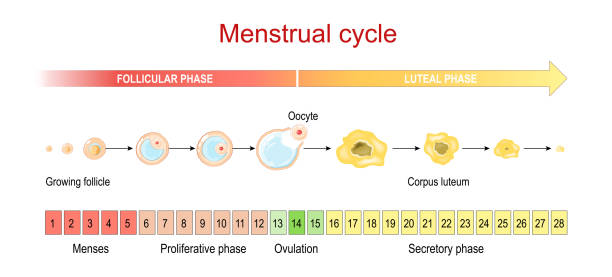 illustrations, cliparts, dessins animés et icônes de cycle menstruel. phase lutéale et folliculaire - renaissance period