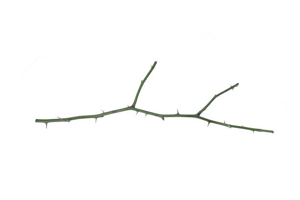 Close-up of a rose stem with sharp thorns.