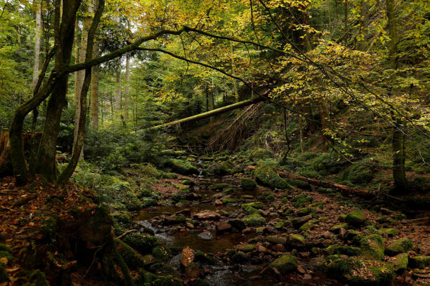 istock The wild and romantic Monbachtal in the Black Forest 1347932879