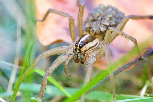Non-venomous Spiders - Mactophotography