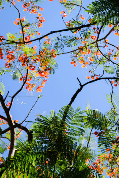 istock Red flowers against the blue sky 1347934468