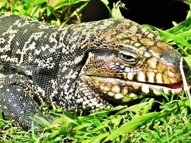 istock Tegu, Tupinambis Merianae or Salvator Merianae. 1347935113