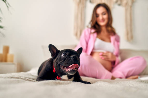 беременная женщина - pregnant animal стоковые фото и изображения
