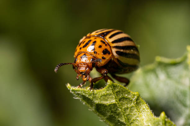 istock Beetle Leptinotarsa decemlineata, close-up frame, sitting on a leaf. 1347935570