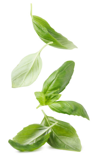 istock Green basil leaves fall on a heap on a white background. Isolated 1347935779
