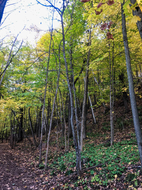 istock Hiking trail at Mosquito Hill in Wisconsin during fall 1347936911
