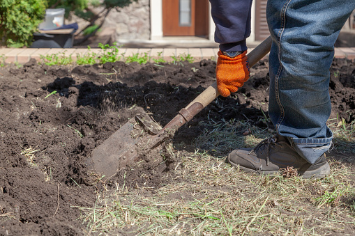 A man in blue jeans digs the ground with a shovel. Dry grass grows on the ground