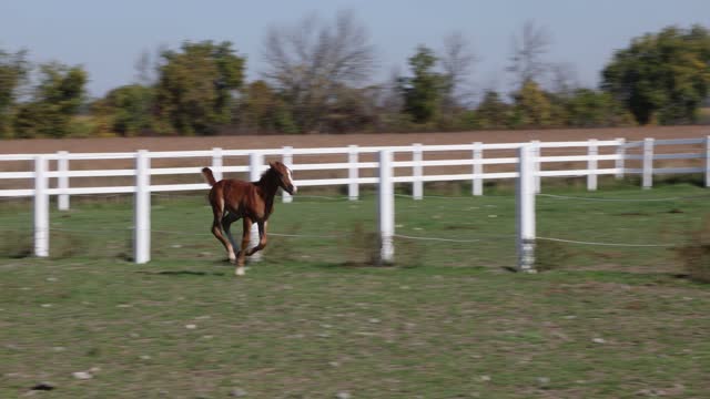 Young foal running in fenced equestrian arena on a sunny Autumn day