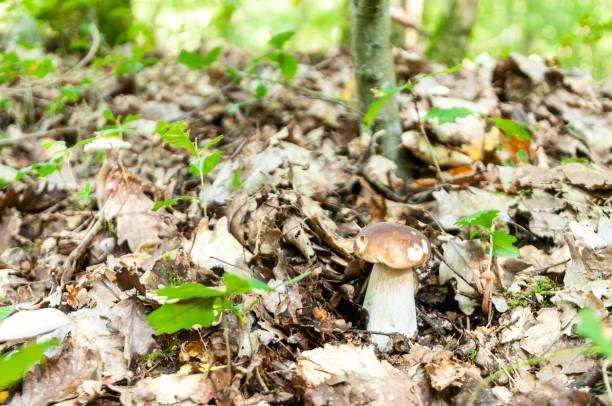 Porcini mushroom (boletus edulis) in forest