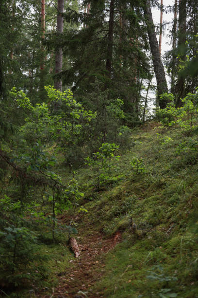 istock Lovely green forest landscape view with a small path. 1347939899