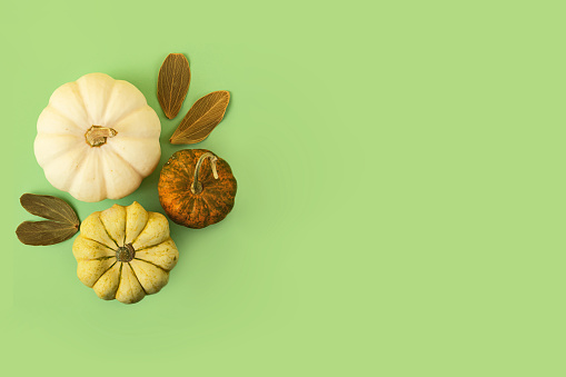 Different decorative pumpkins on the mint background.Autumn banner.