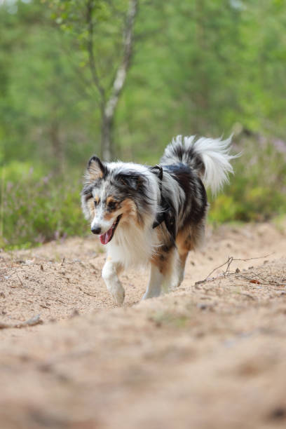 Adorable blue merle shetland sheepdog sheltie walking on a old countryside sand path. Adorable blue merle shetland sheepdog sheltie walking on a old countryside sand path. Photo taken on a warm overcast summer day. sheltie blue merle stock pictures, royalty-free photos & images