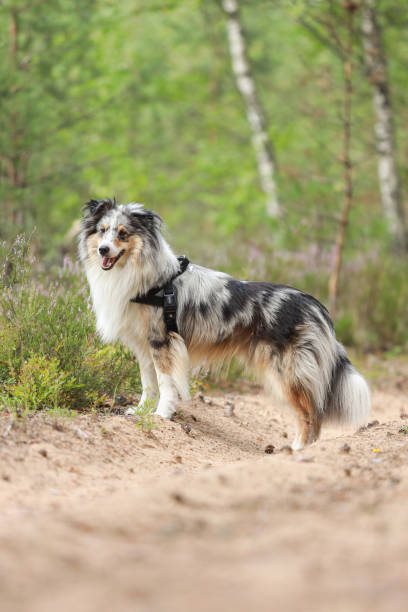 Adorable blue merle shetland sheepdog sheltie standing on a old countryside path. Adorable blue merle shetland sheepdog sheltie standing on a old countryside path. Photo taken on a warm overcast summer day. sheltie blue merle stock pictures, royalty-free photos & images