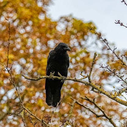 A black crow standing on a tree in autumn, portrait