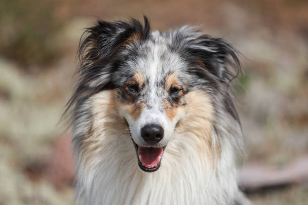 istock Blue merle shetland sheepdog sheltie having a smile face and watching somewhere behind camera. 1347941034