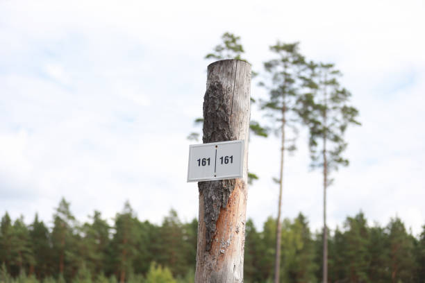 istock Number sign on a old cutted tree in forest. 1347941044
