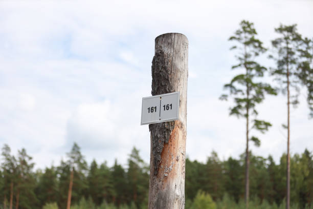 istock Number sign on a old cutted tree in forest. 1347941051