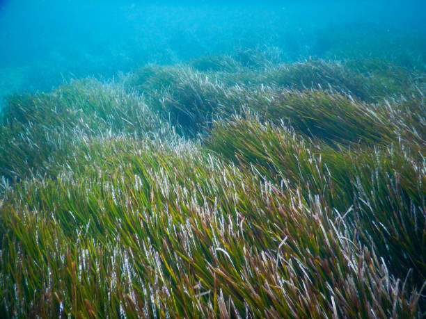istock under sea san vito lo capo 1347941072