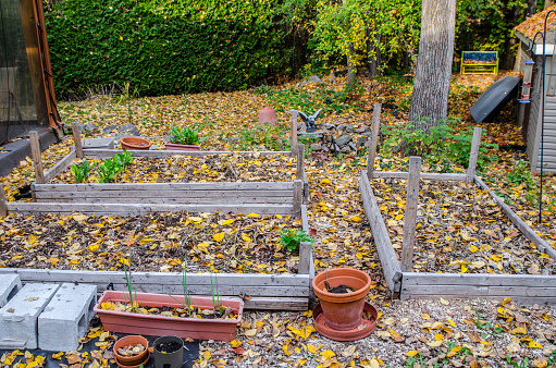 Backyard with fallen autumn leaves with vegetable garden in foreground