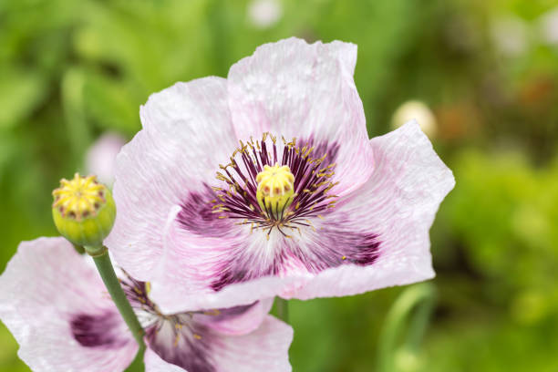 nahaufnahme der blüten von papaver somniferum (schlafmohn oder brotsemohn) - poppy purple flower close up stock-fotos und bilder