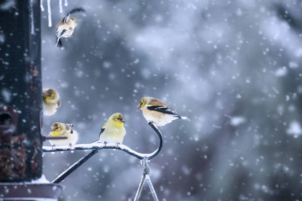 American Goldfinches, Spinus tristis, sitting on a shepherd's hook at a bird feeding station American Goldfinches, Spinus tristis, sitting on a shepherd's hook at a bird feeding station during the middle of a snow flurries. gold finch photos stock pictures, royalty-free photos & images