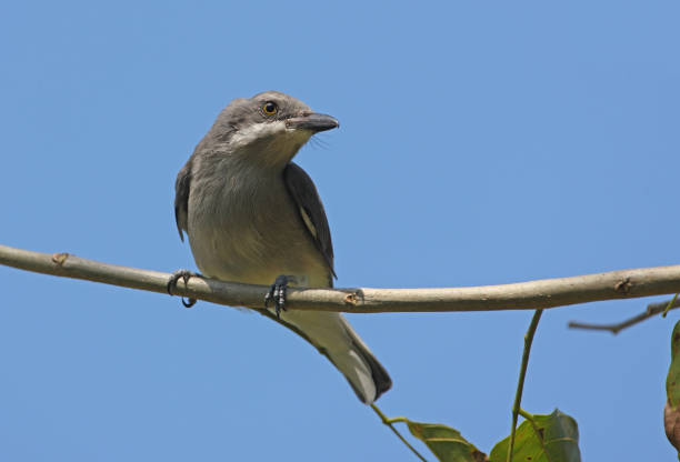 istock Sri Lanka Woodshrike 1347946177