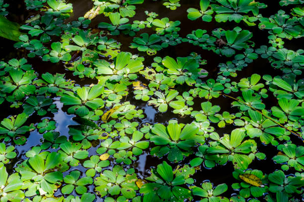 искусственный аквариумный пруд с полным воды салатом крупным планом сверху - water lettuce plant water plant water стоковые фото и изображения