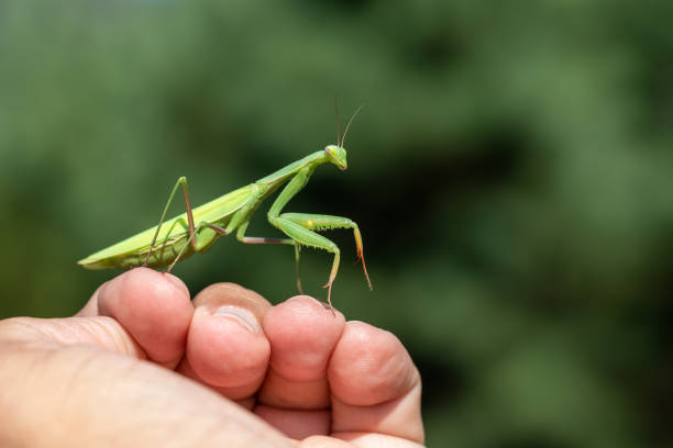 istock Mantis - Mantis religiosa green animal sitting on human hand 1347947478