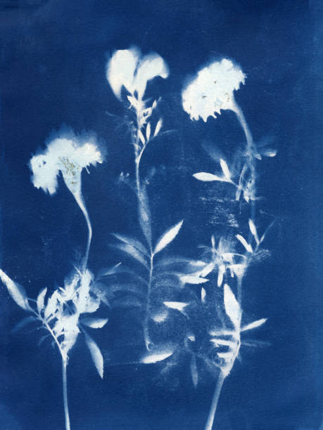 istock Handmade Cyanotype Print 1347947494