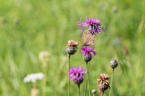 istock Little butterfly on a flower in a flowering meadow 1347947591