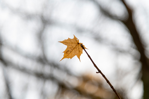 One last orange maple leaf hangs on the branch. Blurred bare trees and grey sky in the background. Copy space for your text. Selective focus. Loneliness theme.