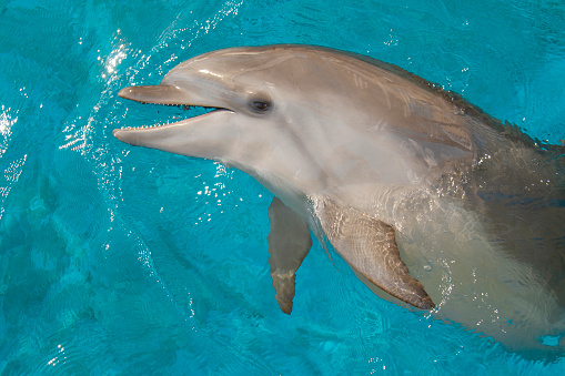 Close-up of bottle-nosed dolphin in a blue water. Space for copy.